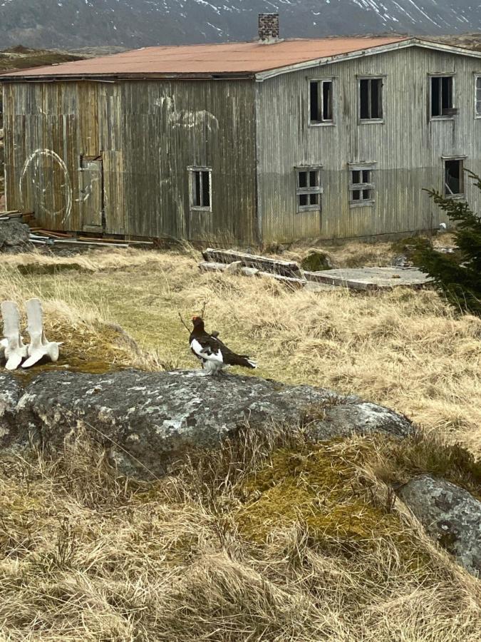 Villa Borgvag - A Unique Seafront Villa In The Heart Of Lofoten Bostad Exteriör bild